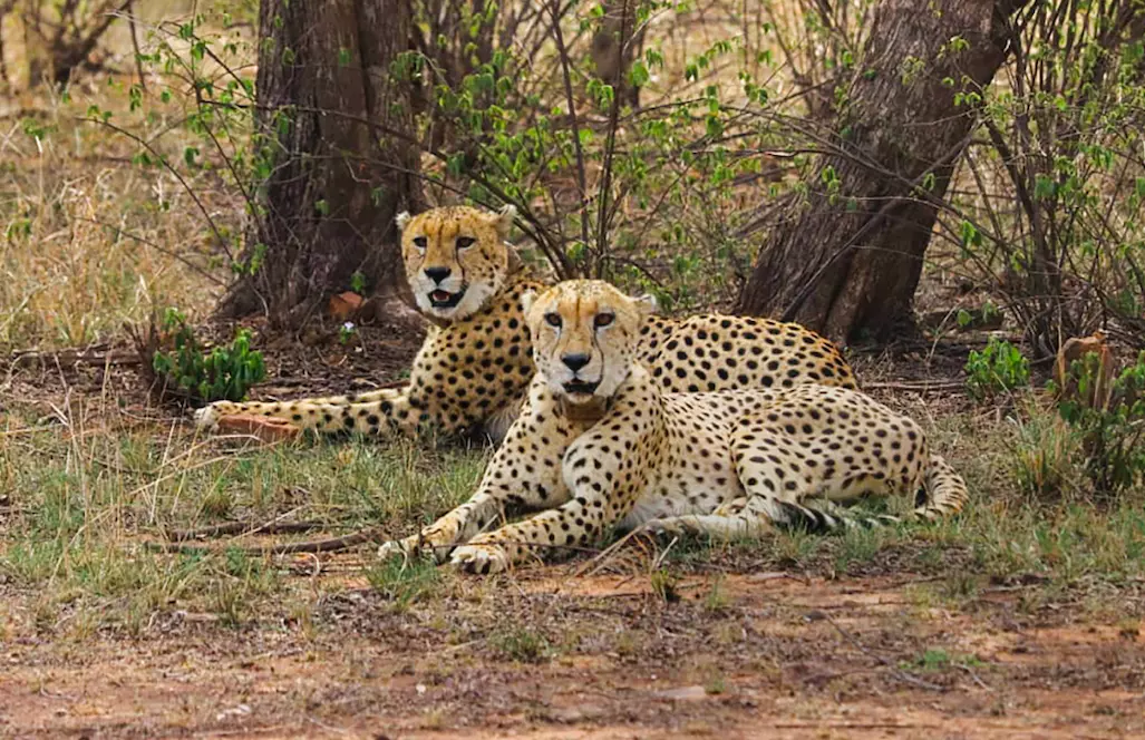 Preparations completed for cheetahs second home in MPs Gandhi Sagar Sanctuary