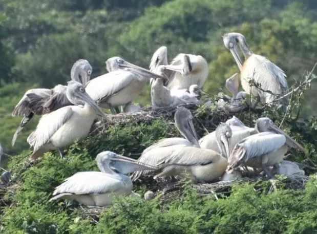 Monsoon showers beckon migratory birds to Nallamala