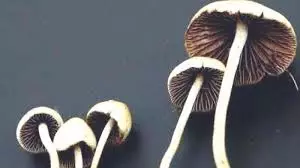 Spores to produce narcotic mushrooms sold online