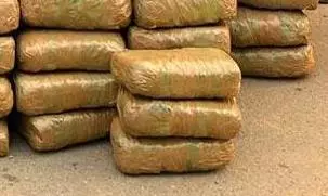 Kothagudem: Task Force Seizes 7.5 Kg of Ganja Worth Rs 2 Lakh