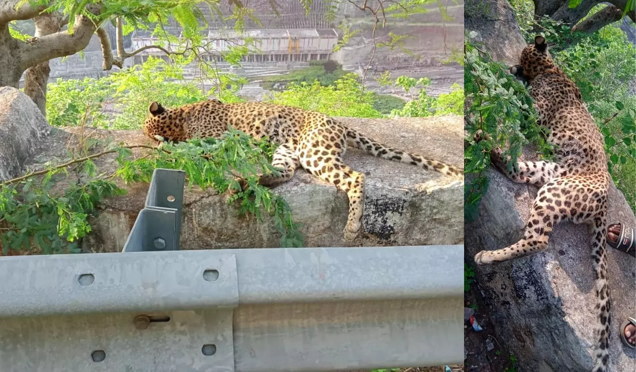 Young leopard found dead in Amrabad Tiger Reserve