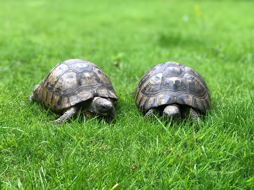 397 tortoises seized at Foulkspeta forest range