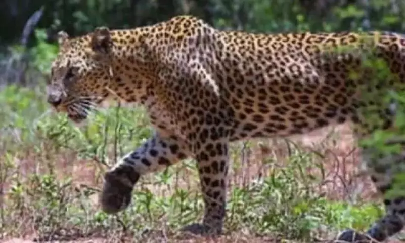 Leopard Kills Pig Cub in Mahanandi