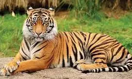 Car Rams into Wild Animal, Suspected to be a Tiger