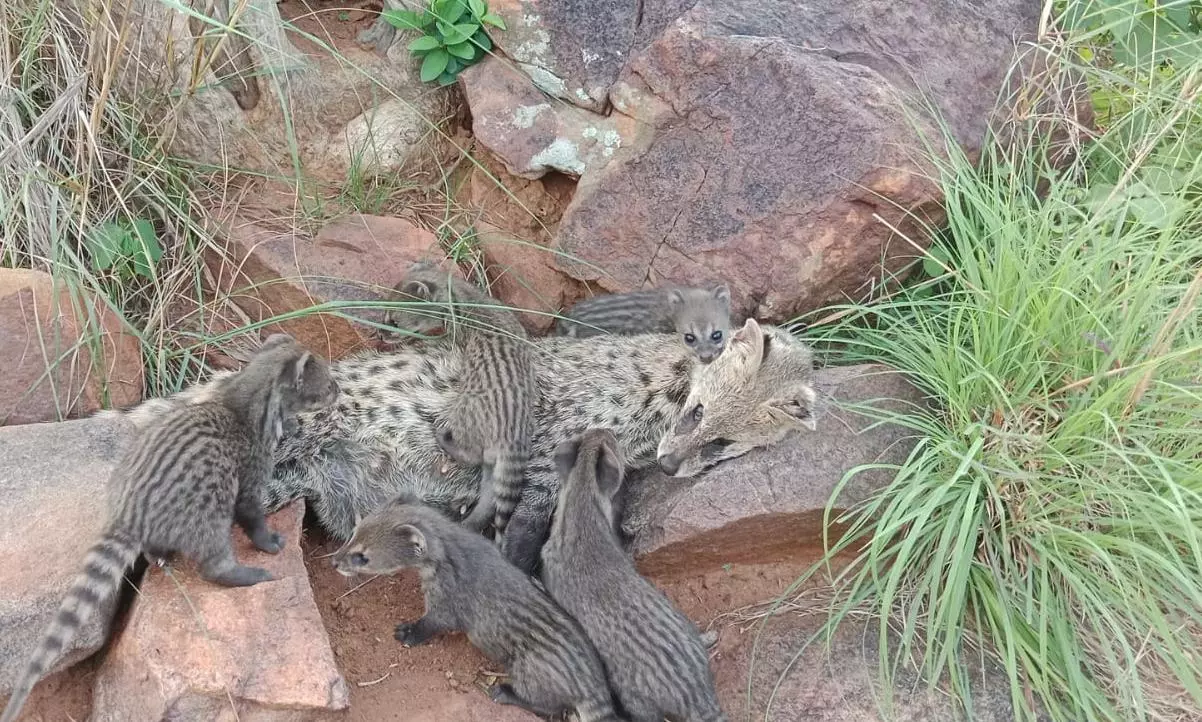 Hyderabad: Civet Cat Found Dead, 5 Cubs Taken to Zoo