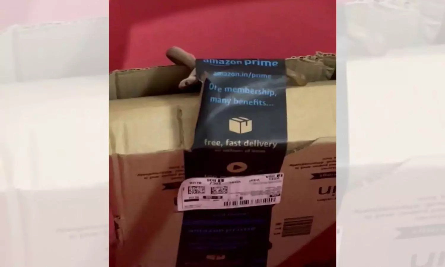 Bengaluru Couple Finds Snake in Amazon package