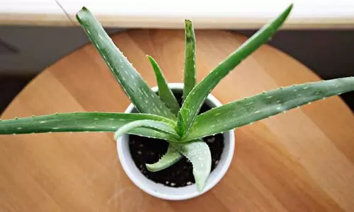 The Benefits of Introducing Aloe Vera into Your Hair and Skin Care Routine