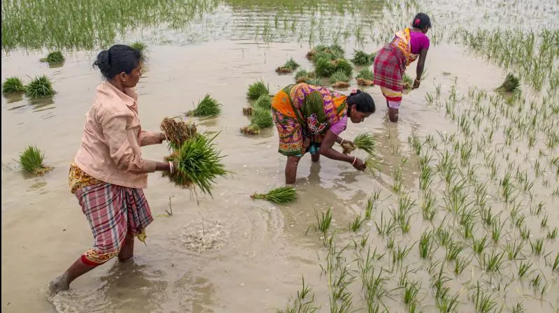 Crop Sown Acreage Near Normal in Telangana