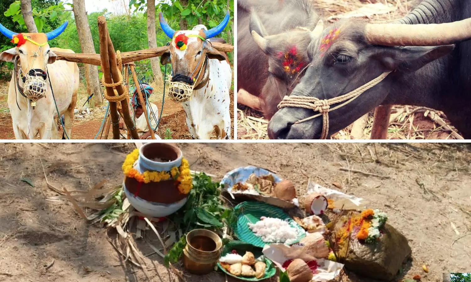 Eruvaka Pournami: Telugu farmers hope for healthy monsoon, bountiful harvest