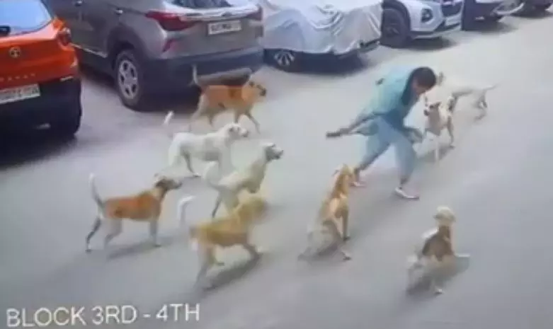 Woman on early morning walk attacked by 15 stray dogs in Manikonda