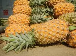 Tripura CM gifts 500 kg of queen pineapples to Bangladesh PM