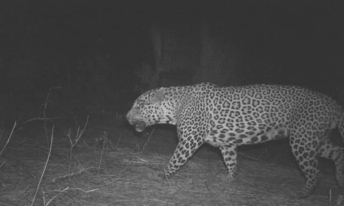 CCTV Visuals Spot Big Cat at Shamshabad Home