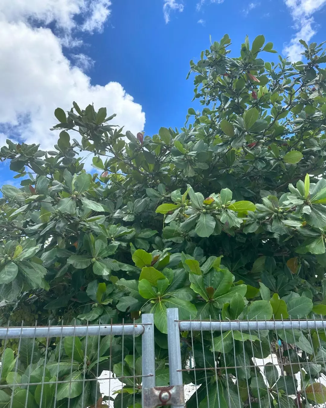 Revival of vegetation at KGH: Uprooted almond tree gets a second chance