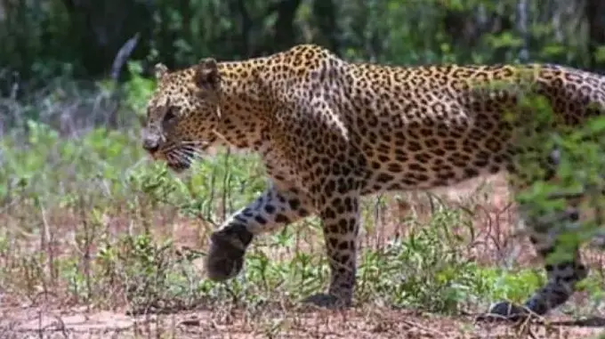 Leopard kills woman in Nandyal