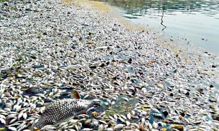 Fish Found Dead in Lake in Telangana