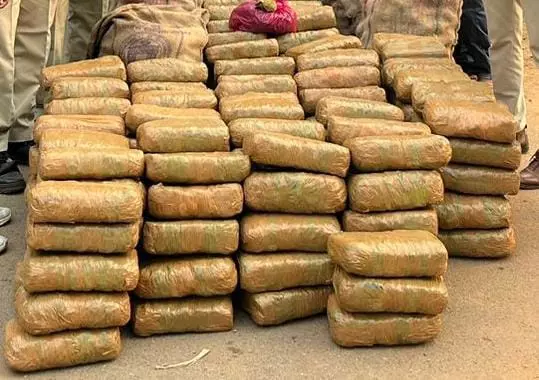 800 kg ganja confiscated in two major busts