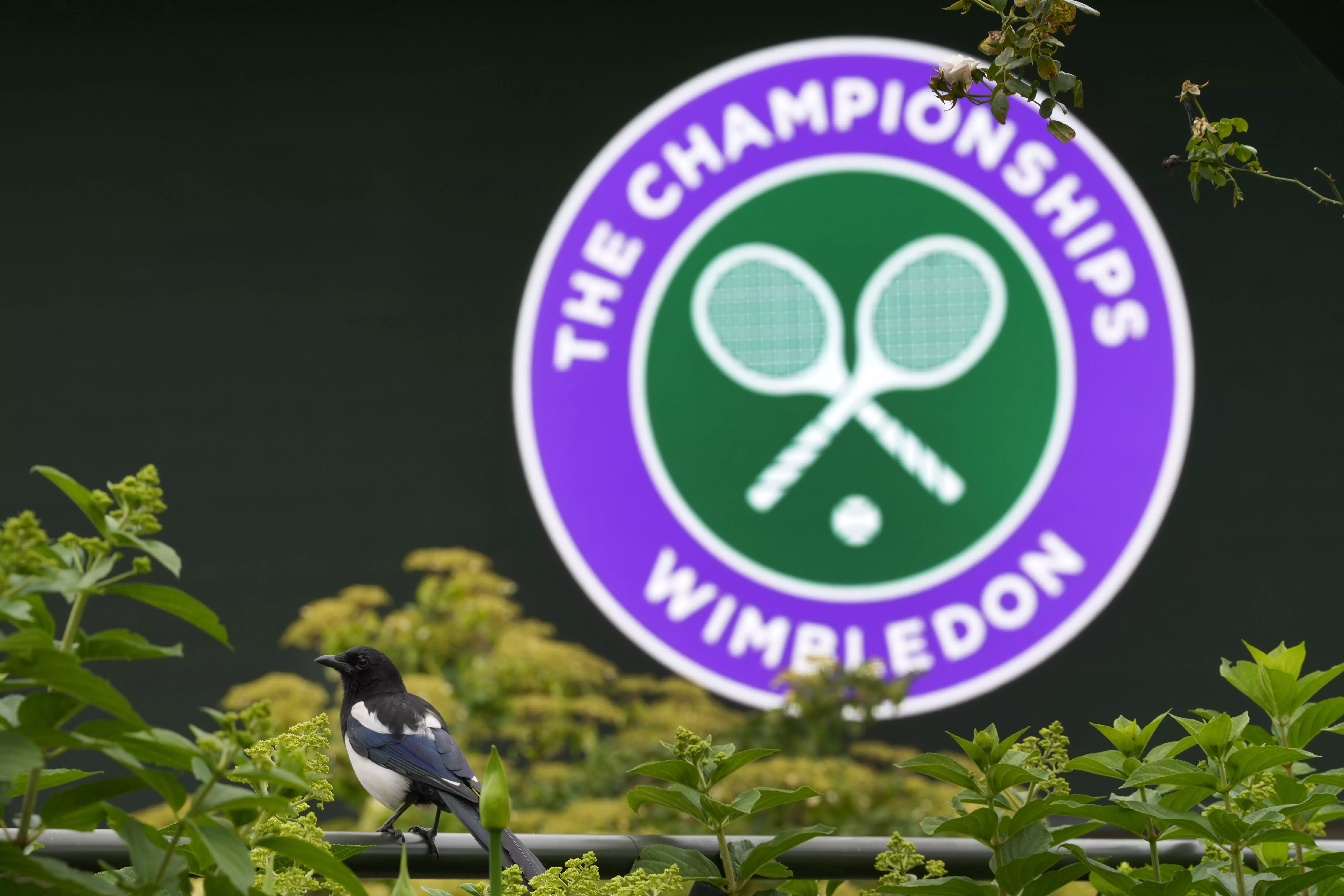 Wimbledon 2024: Novak Djokovic and Andy Murray are in the draw after recent operations