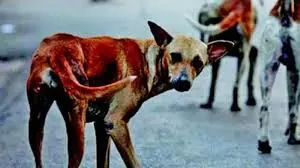 Six-year-old boy mauled to death by strays in Patancheru