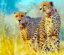 MP: In proactive measure, Kuno cheetahs immunised with onset of monsoon