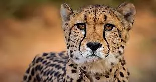 Kuno cheetahs may be released into the wild after monsoon