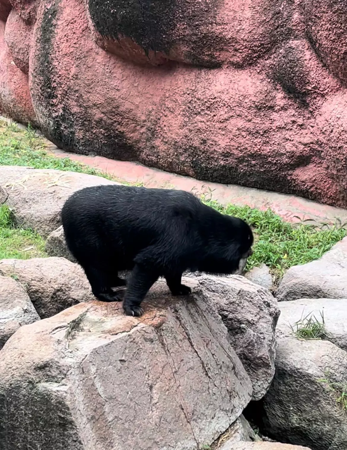 Anxiety Symptoms in Himalayan Black Bear at Hyderabad Zoo