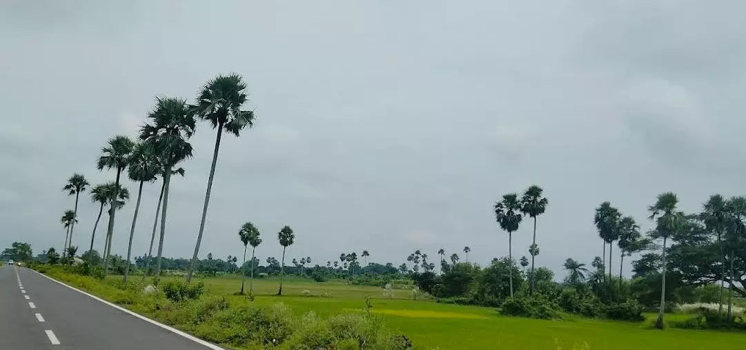 Odisha Govt to Plant 19 Lakh Palm Trees to Mitigate Lightning Deaths