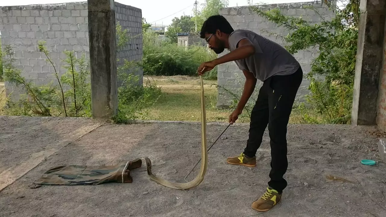 Over 6,500 snakes rescued from city in the last six months