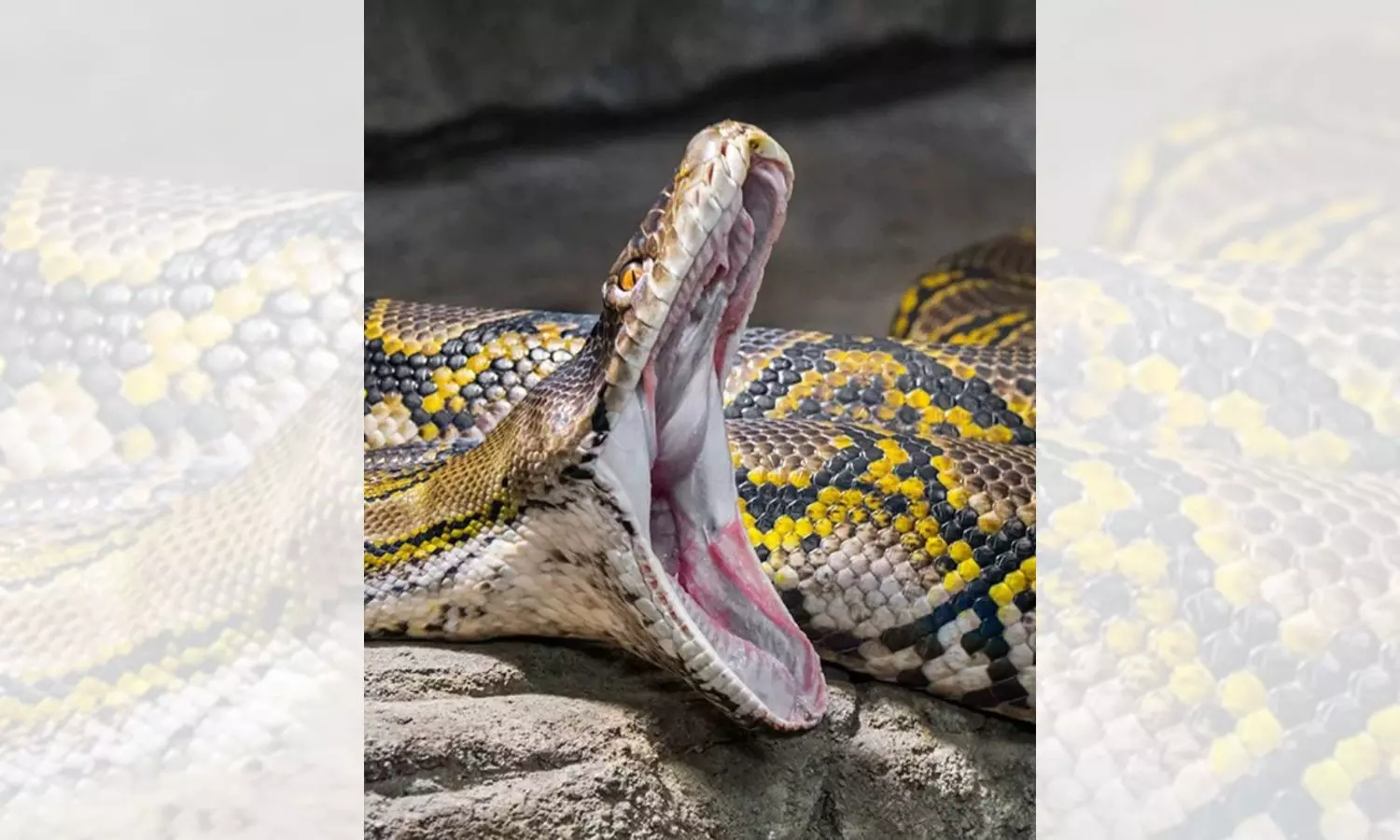 Indonesia: Missing woman swallowed by python