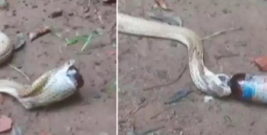 Odisha: Cobra Swallows Cough Syrup Bottle, Snake Helpline to the Rescue