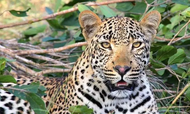 Sighting of leopard creates flutter in Mahanandi
