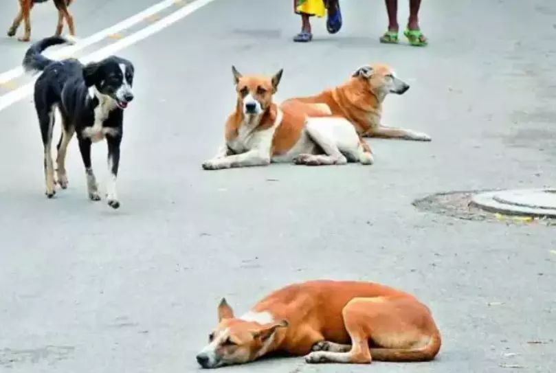 Hyderabad: Kid Chased by Dogs, Dad Saves