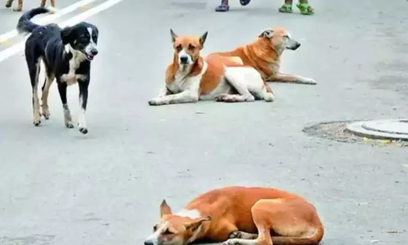 GHMC yet to follow up on dog bite incidents