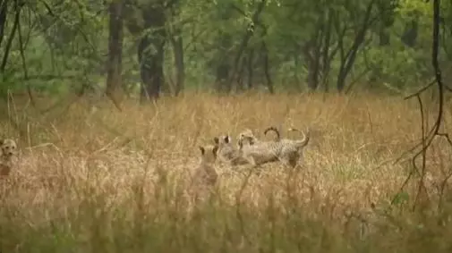 Kuno Park: Cheetah cubs enjoy rains with their mother