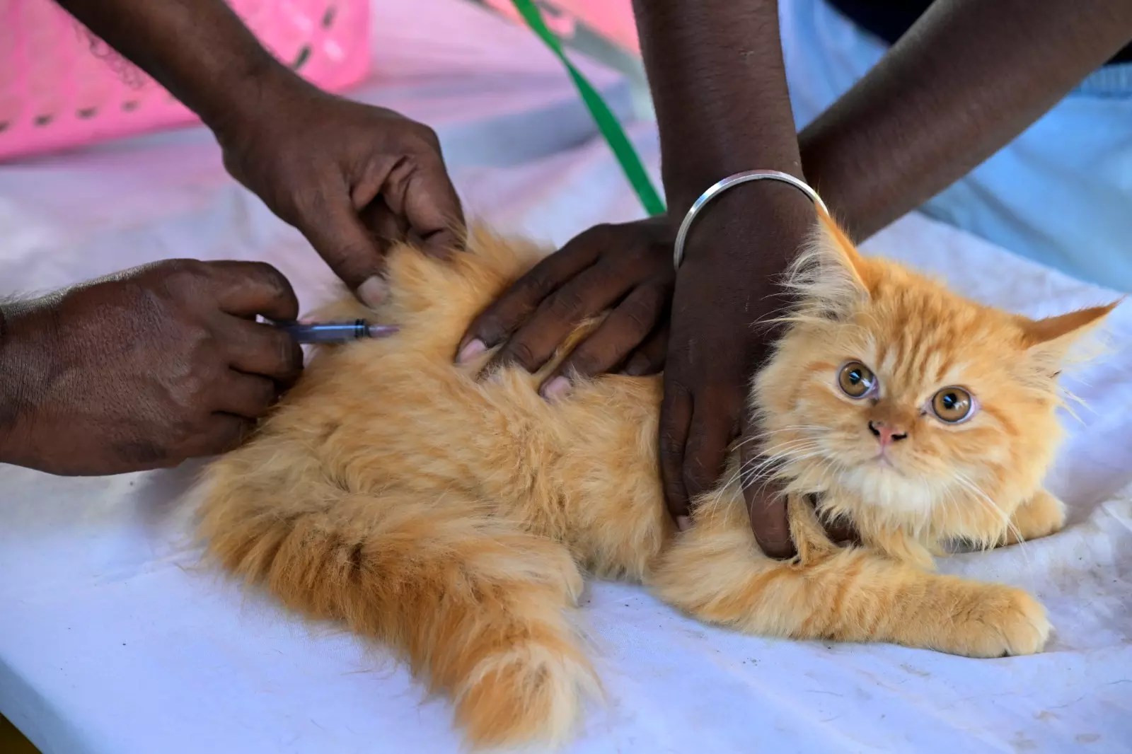 Free Vaccination of Pets Marks World Zoonosis Day