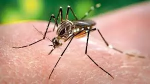 Government health wing downplays dengue cases