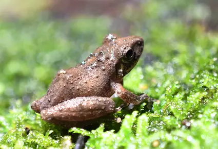 Scientists discover Sri Lankan frog species in AP’s eastern ghats