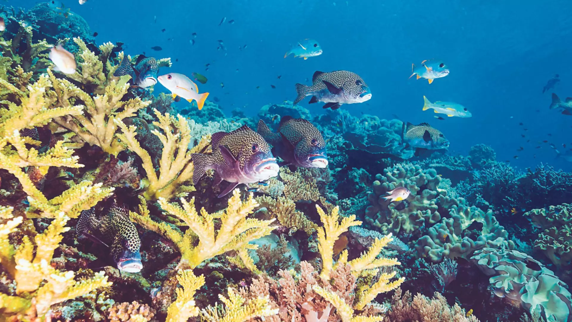 The Deadly Coral Reef Whitewash