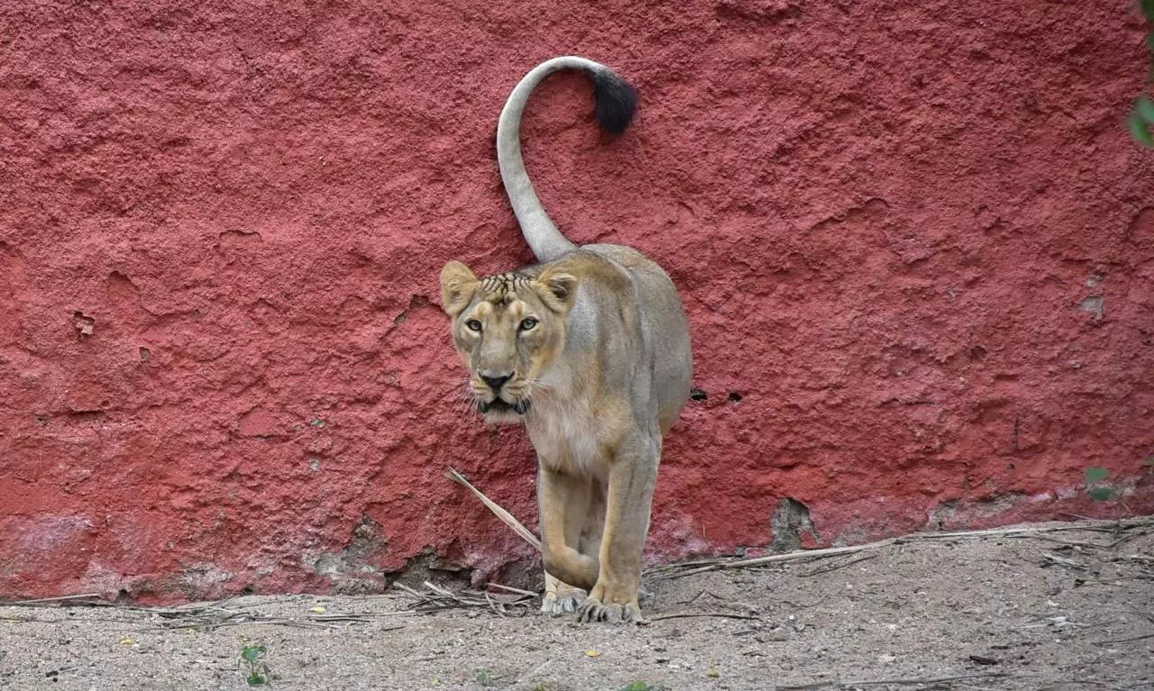 Paralysed lioness escape from Hyderabad Zoo, hurt animal keeper