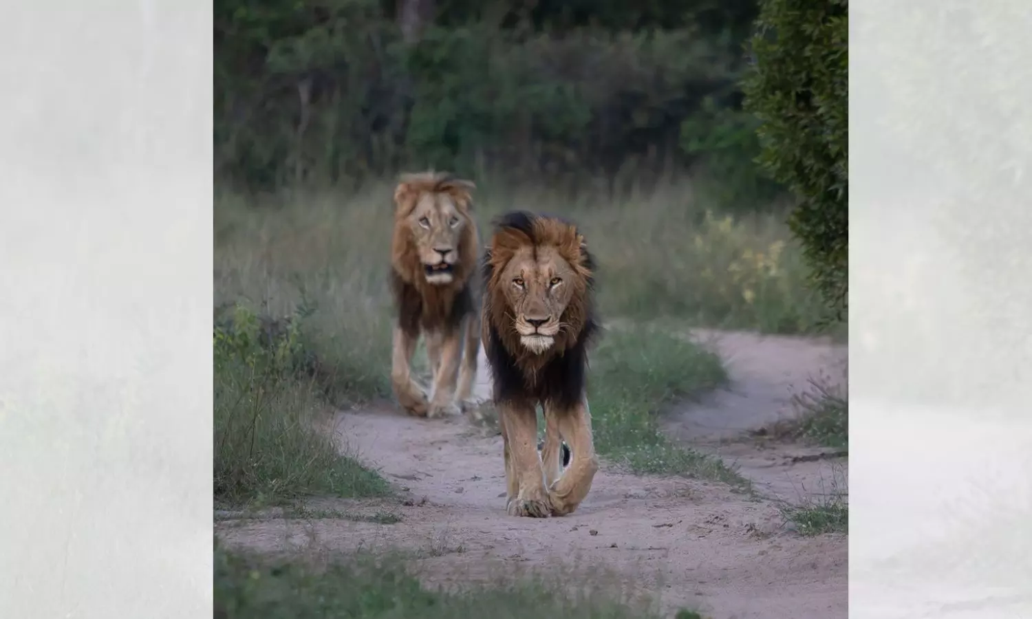 In search for female affection, two African lions make longest documented swim