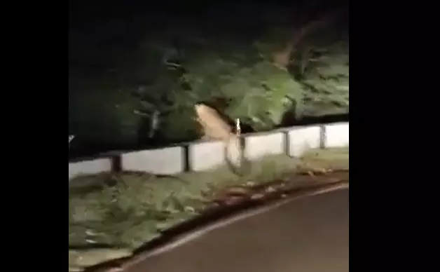 Leopard spotted near Srisailam