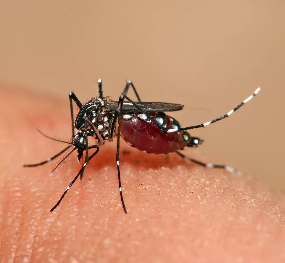 GHMC Launches Dry Day Fridays to Fight Dengue