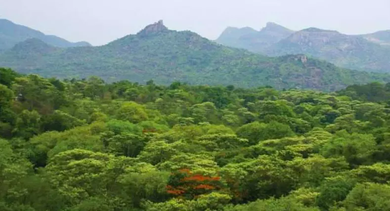 Telangana: Forest Department Intensifies Plantations on Contested Podu Lands in Adilabad