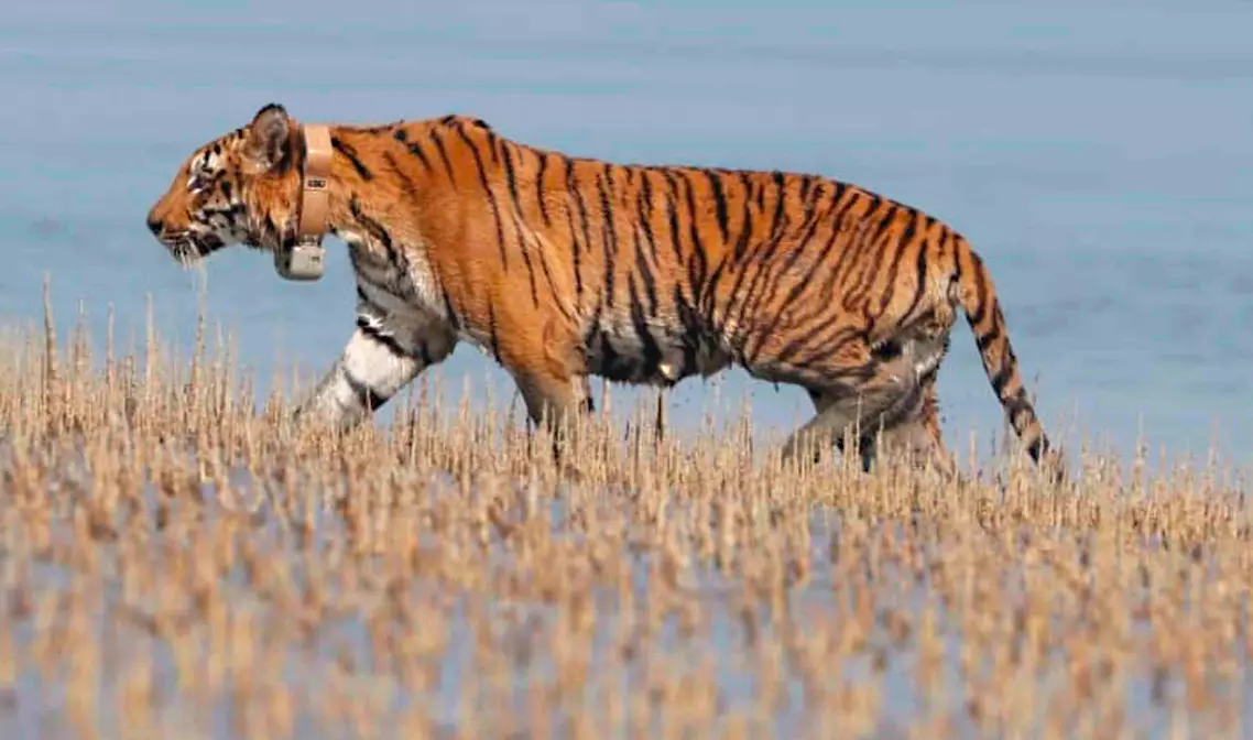 Ratapani Wildlife Sanctuary May Become 8th Tiger Reserve of MP, 1st One With Proximity to State Capital