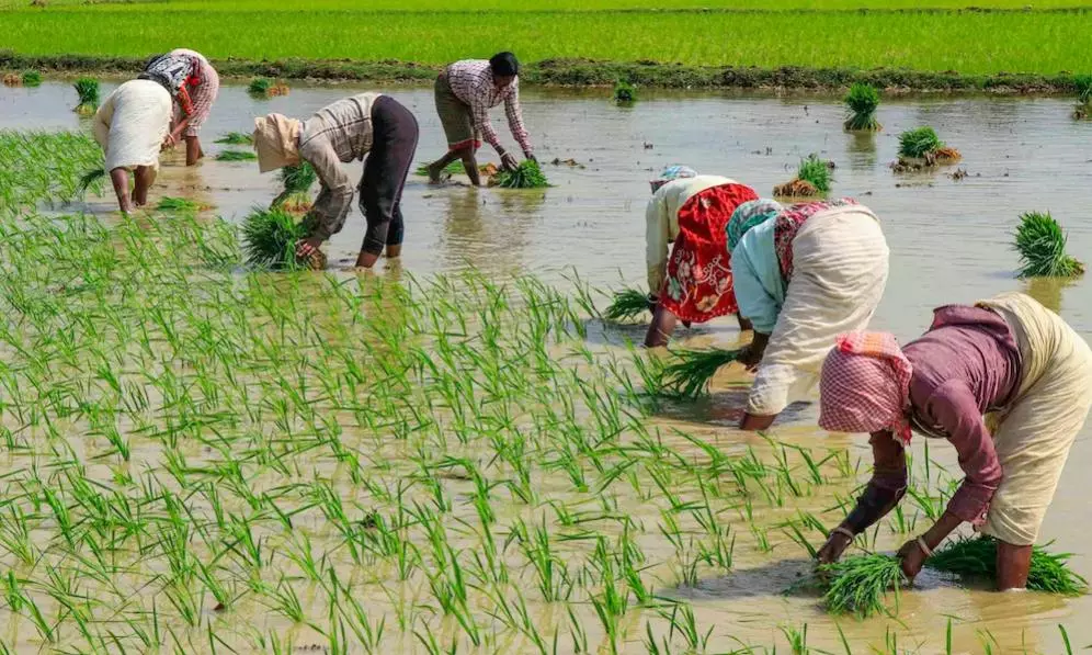 Crop Loan Waiver: Ration Card, PM Kisan Norms may Play Spoilsport