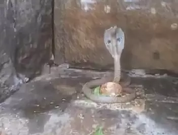 Snake coiling ‘Maha Shiva Lingam’ in Srisailam leave devotees surprised