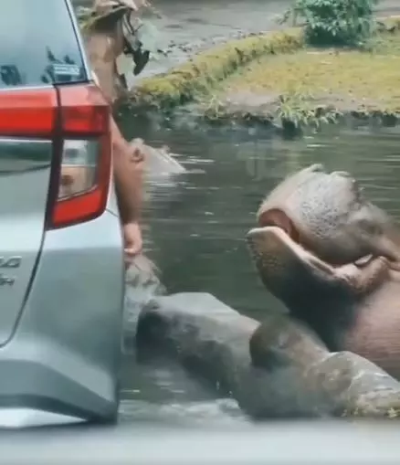 Man Tossing Plastic Bag Into Hippo’s Mouth Storms Internet