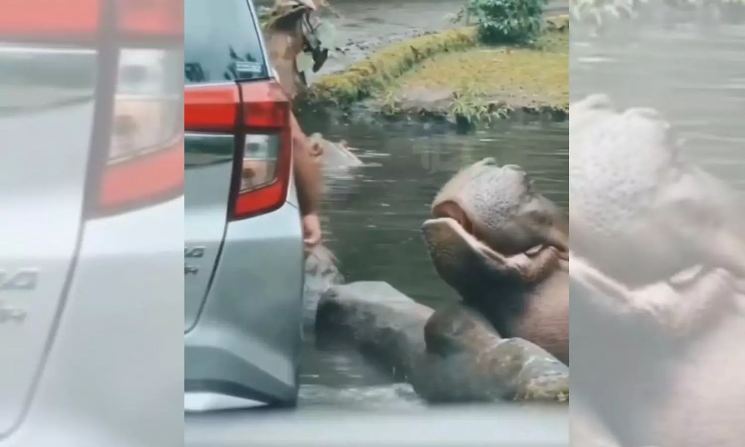 Man Tossing Plastic Bag Into Hippo’s Mouth Storms Internet