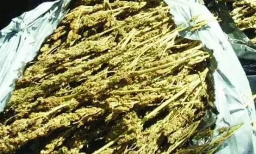 Hyderabad: 13kg ganja recovered from food delivery workers