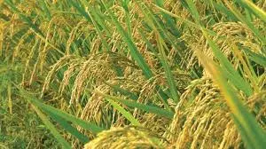 Telangana Government Lists Fine Paddy Varieties for Bonus Scheme