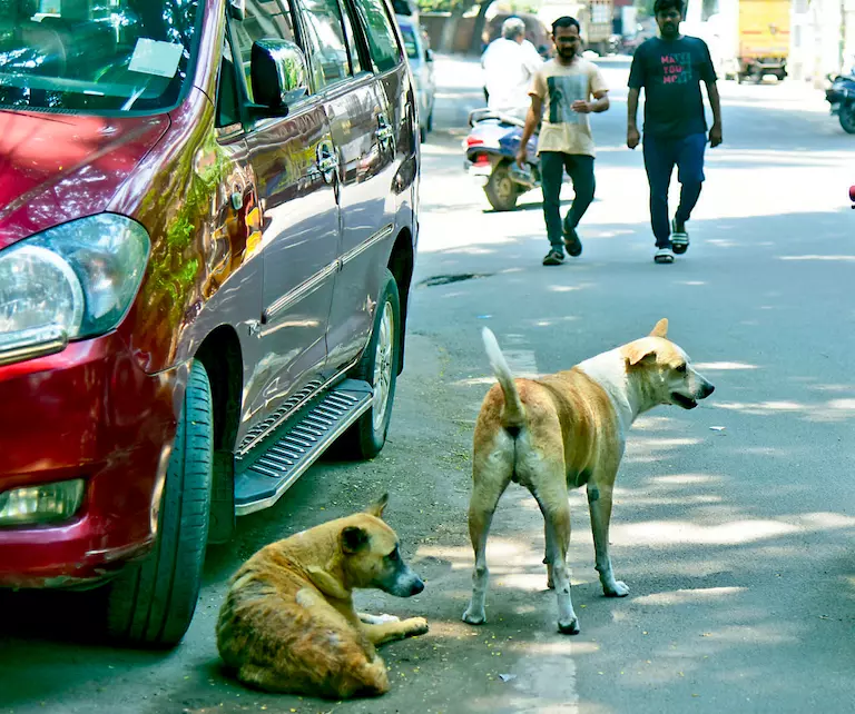 Telangana: Civic body kills mad dog that injured 28 in Huzurabad